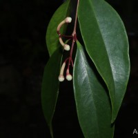 Syzygium cylindricum (Wight) Alston